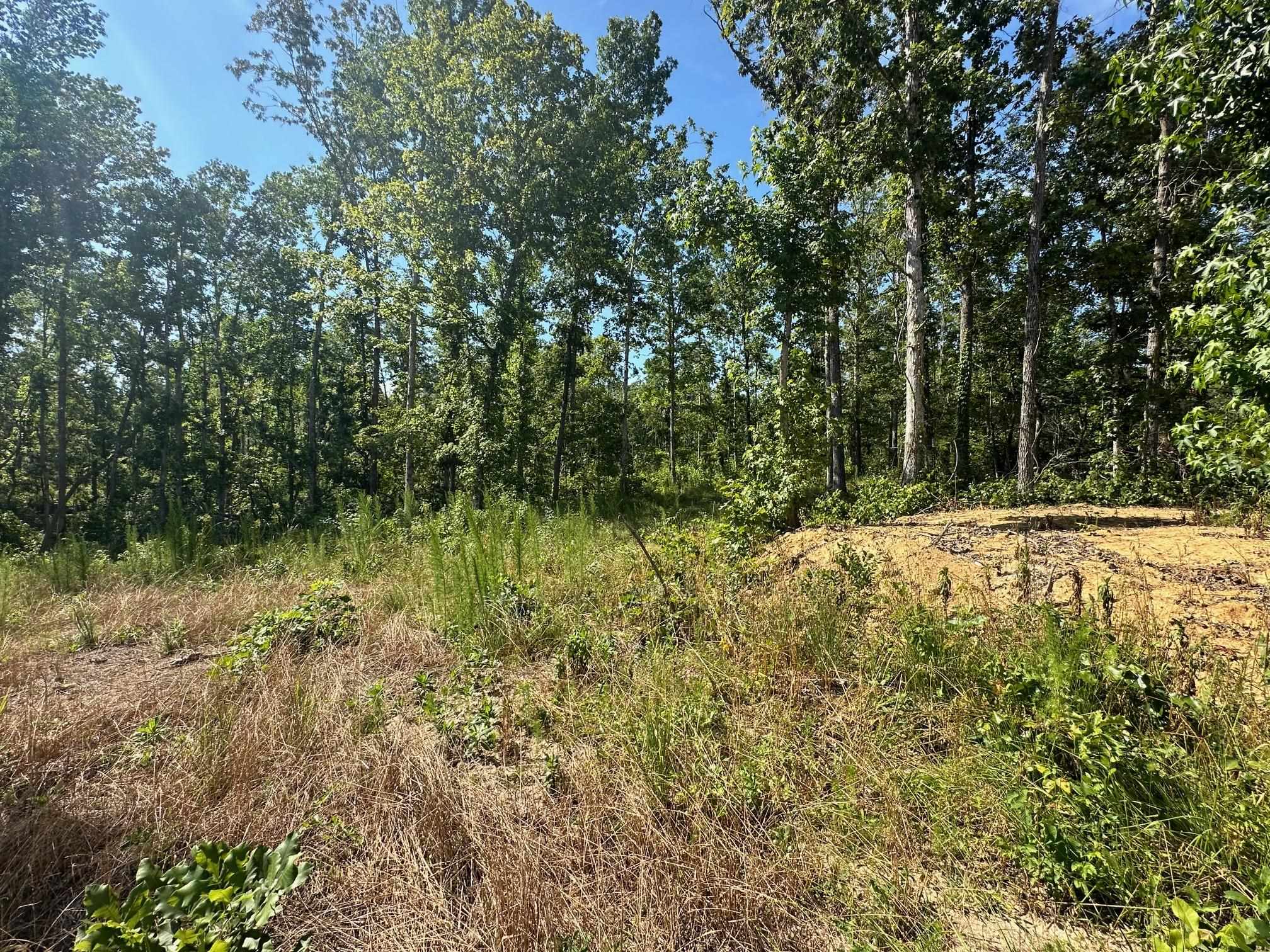 View of local wilderness