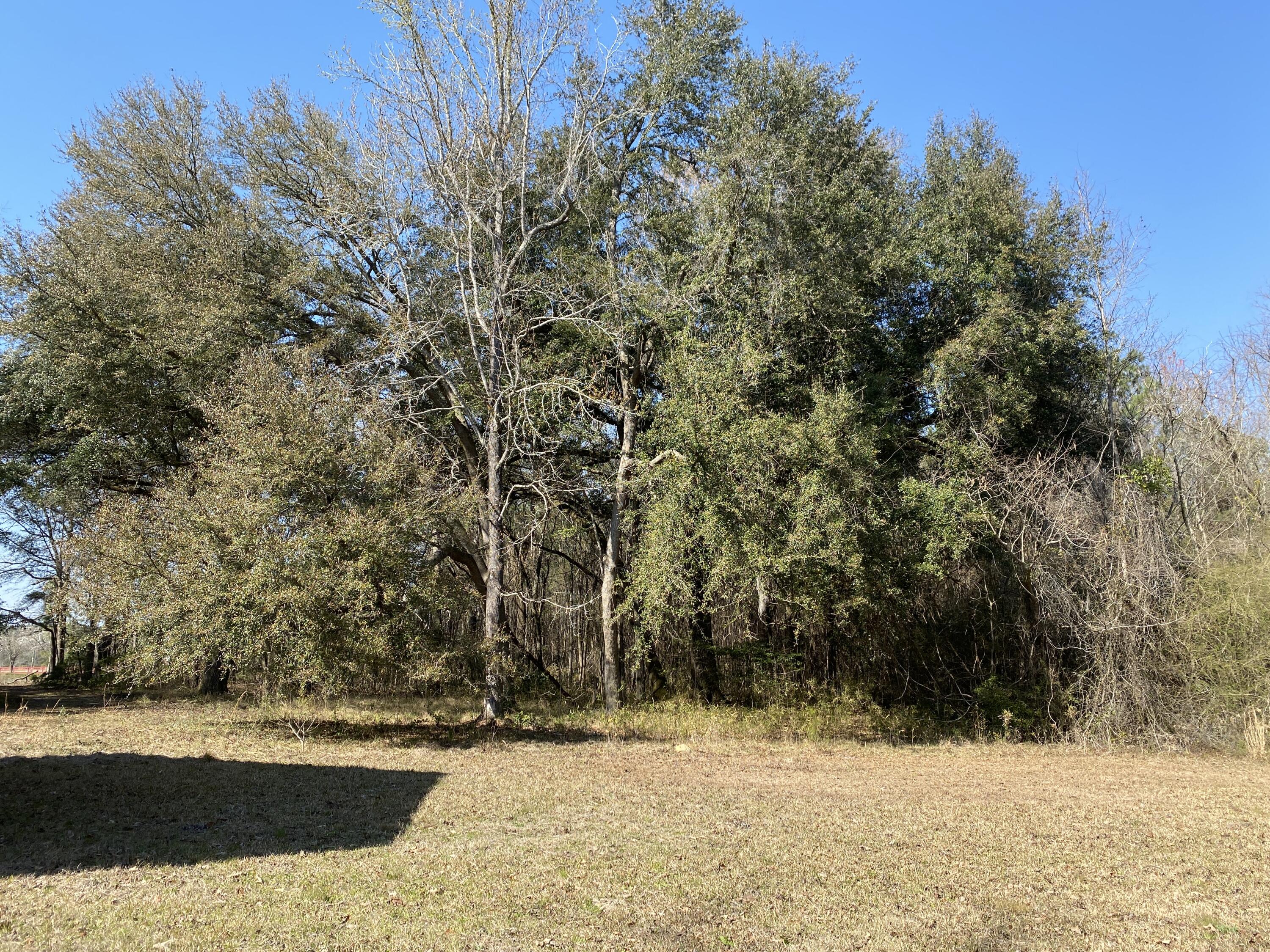 343 Fire Hill Road Walterboro, SC 29488 - Photo 35 of 42 Wooded area on left side of house