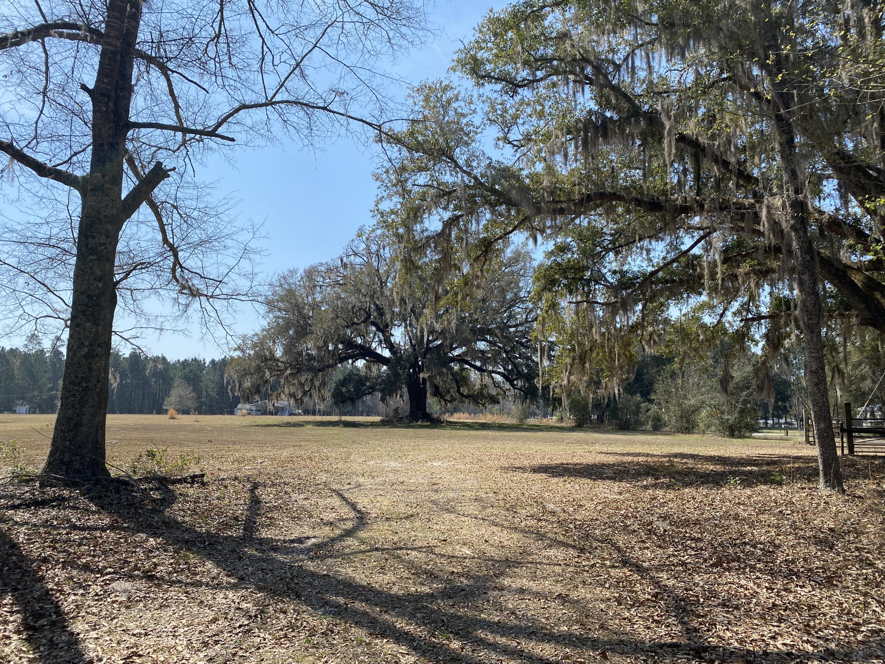 343 Fire Hill Road Walterboro, SC 29488 - Photo 38 of 42 Live Oak further view