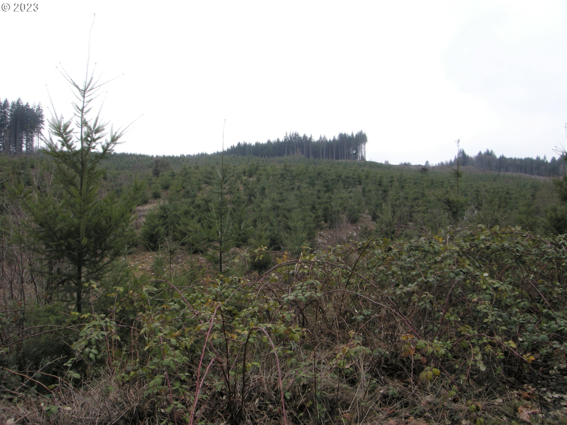 Anliker Road Deer Island, OR 97054 - Photo 5 of 19 a view of a mountain range with trees in the background
