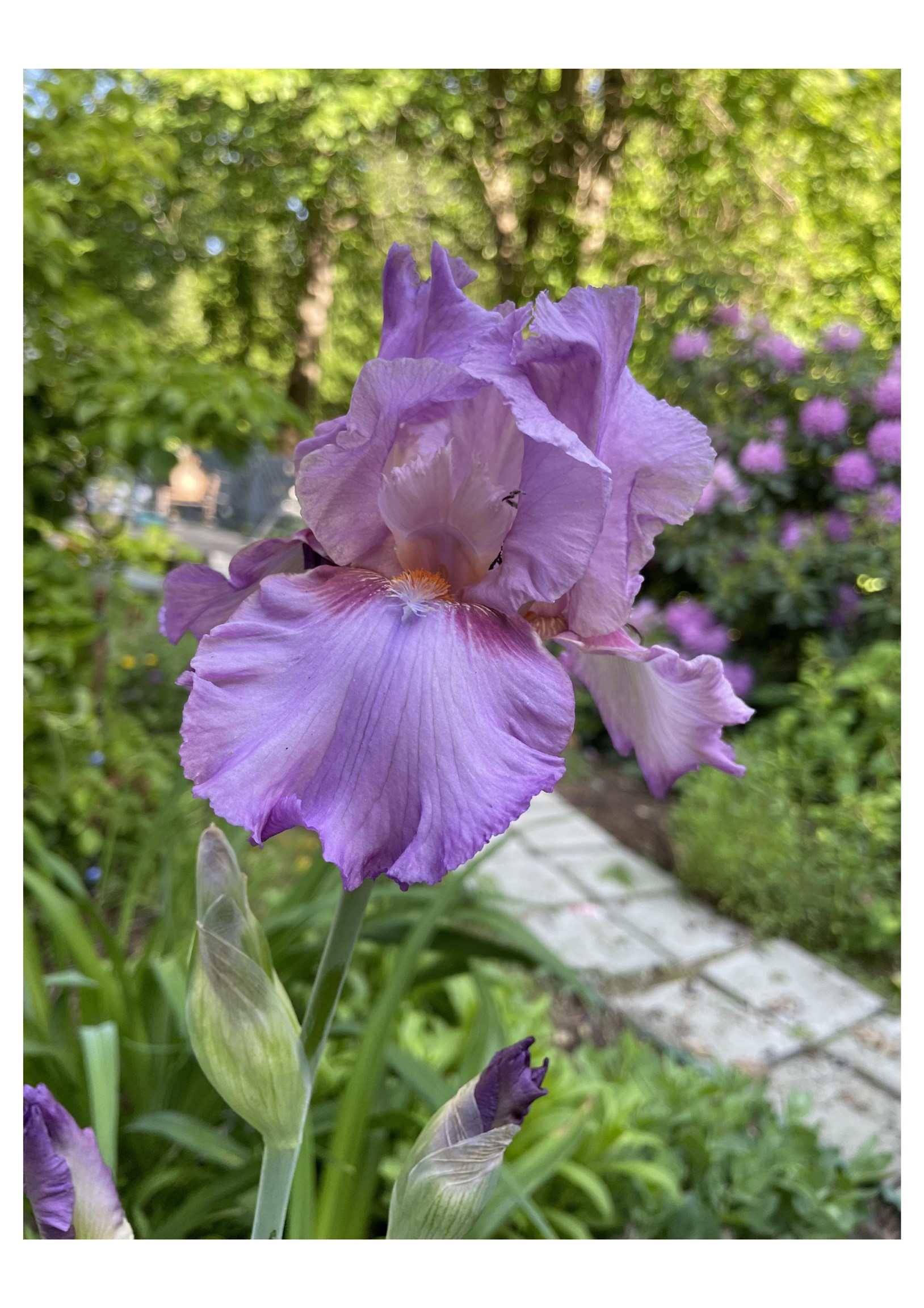 21 Vindale Road Hooksett, NH 03106 - Photo 31 of 45