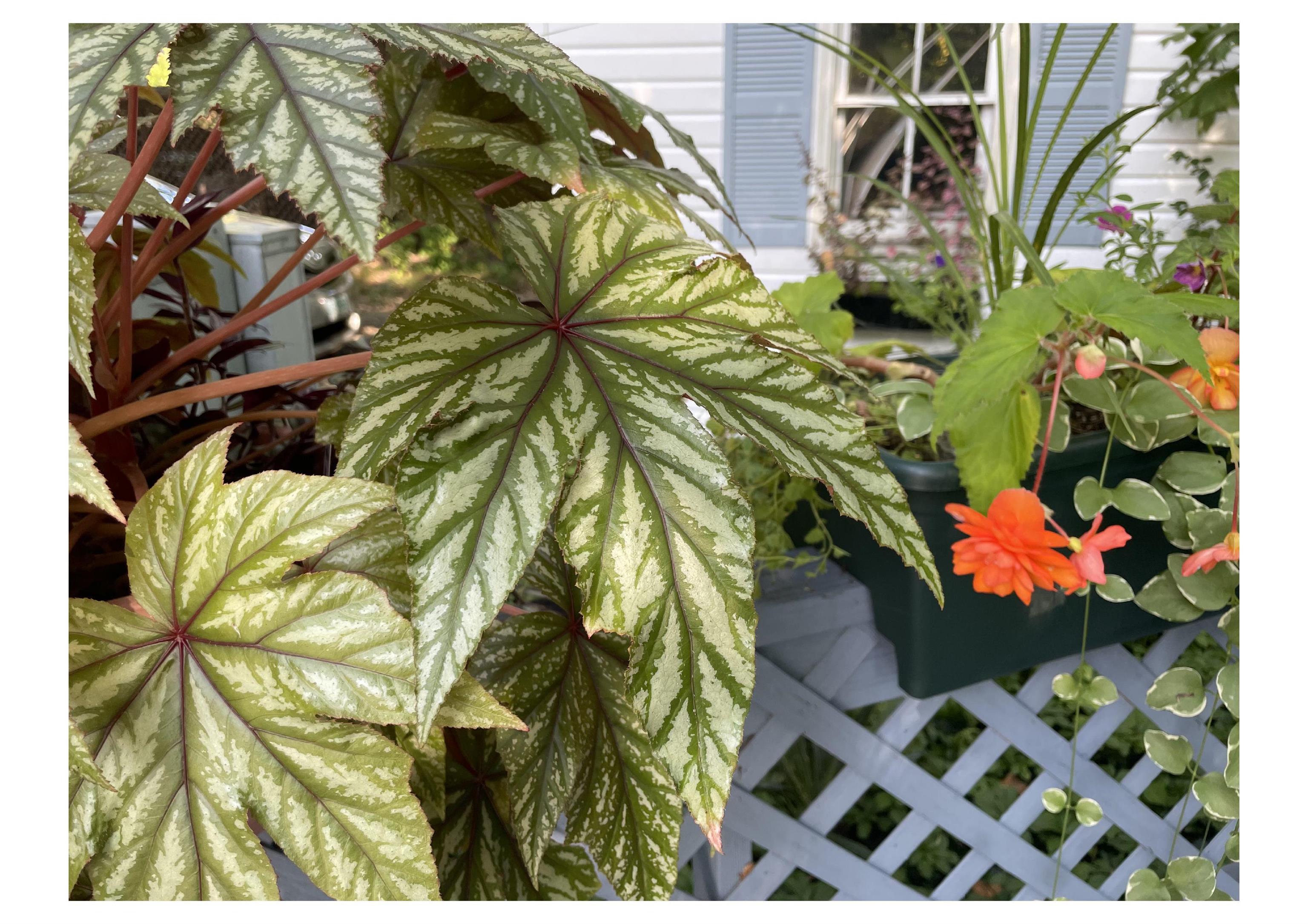 21 Vindale Road Hooksett, NH 03106 - Photo 43 of 45