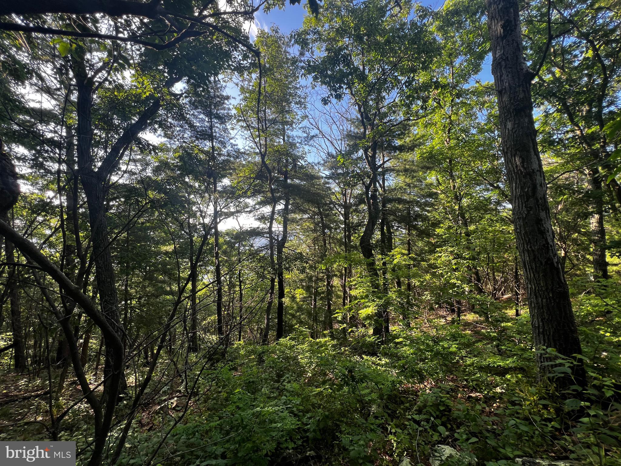 Lot 52 Grace Mountain Mathias, WV 26812 - Photo 22 of 34