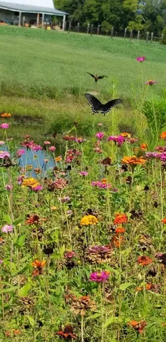 a view of yard with swimming pool and green space