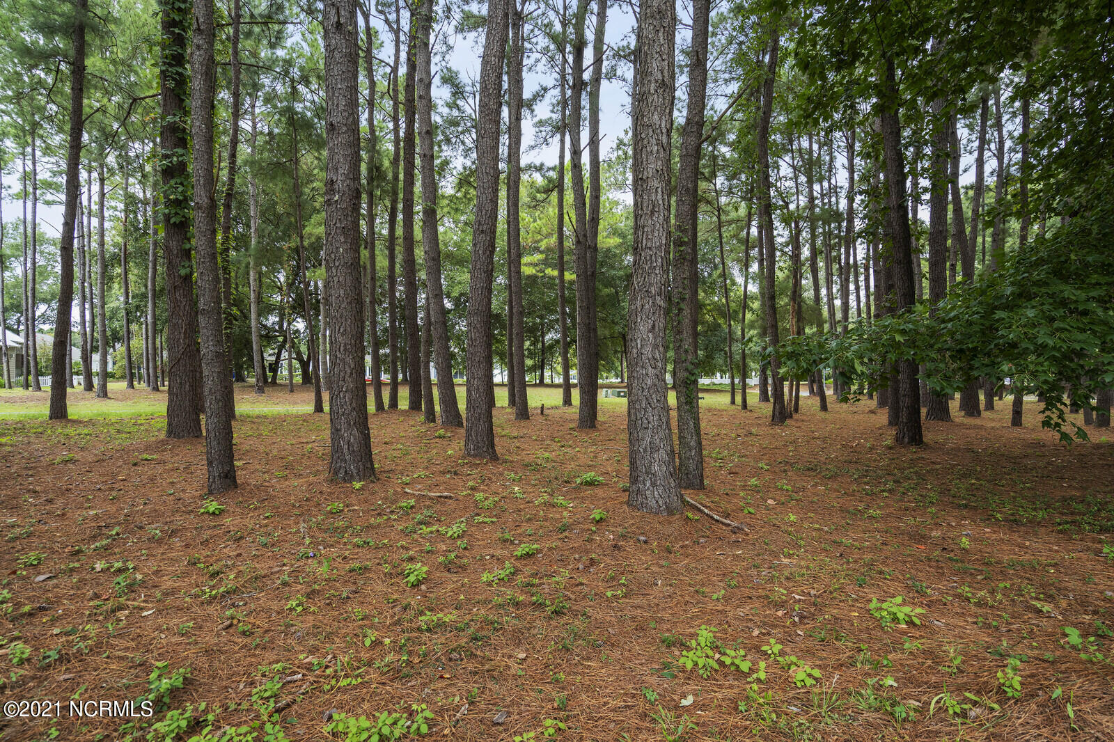 Gorgeous pines!