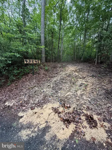 a view of a forest with trees in the background