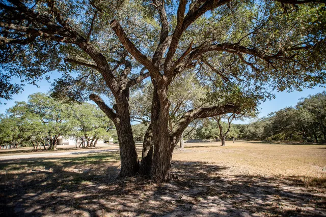 a view of a backyard with trees
