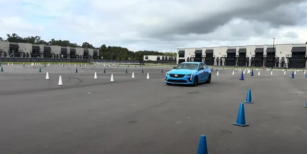 a view of a yard with plants and large trees