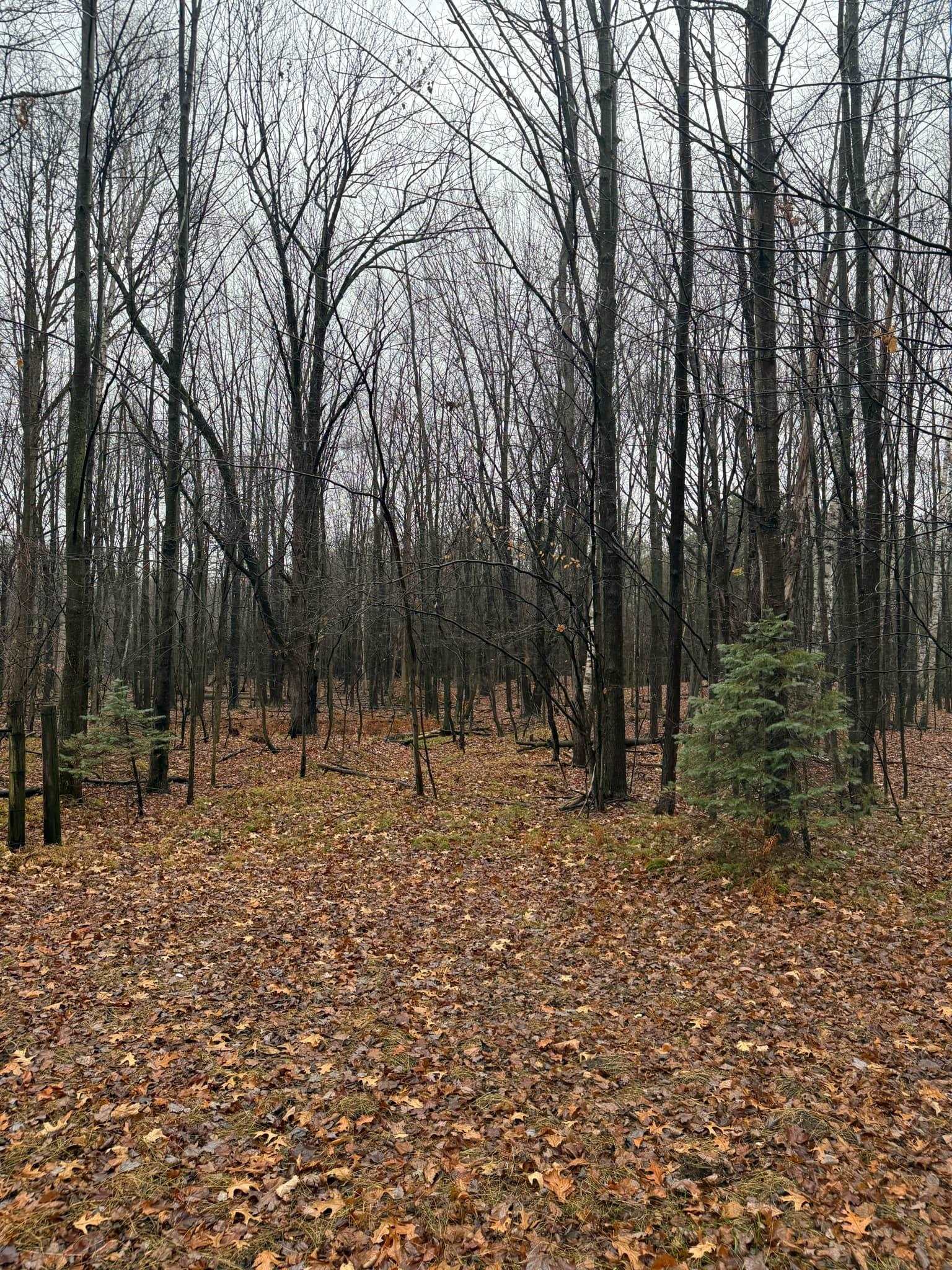 V/l South Sasse Road Hemlock, MI 48626 - Photo 5 of 8