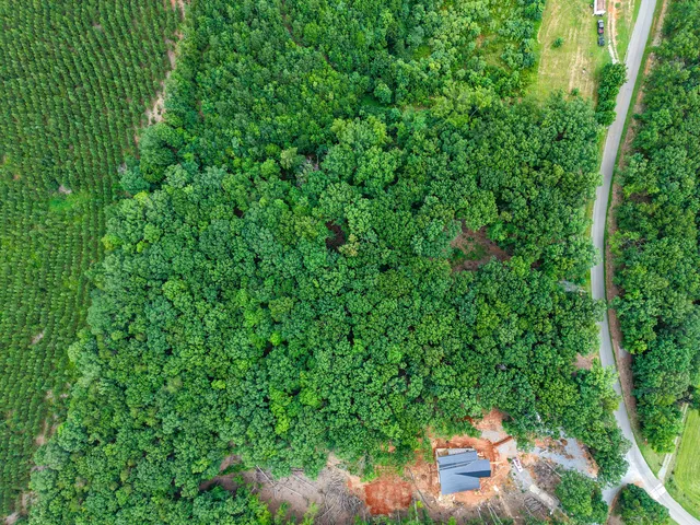 a view of a yard with plants and large trees