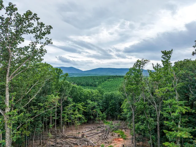 a view of a garden with plants and a large tree