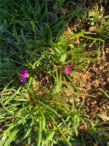 a view of a tree with chairs