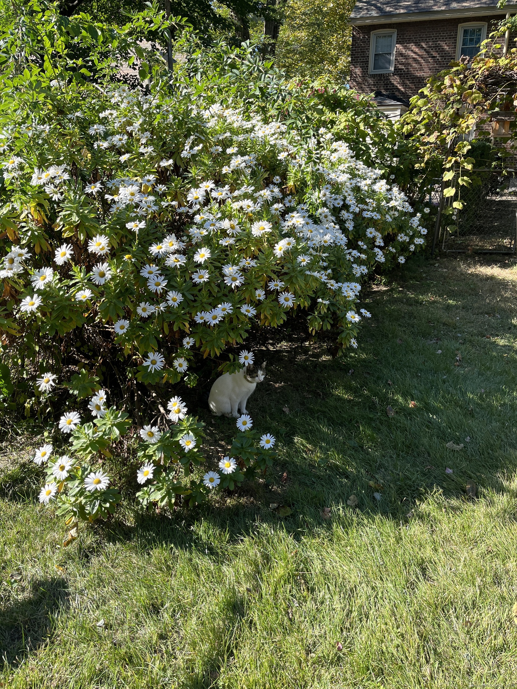 68 Cole Street Bridgeport, CT 06604 - Photo 23 of 31 a view of a tree