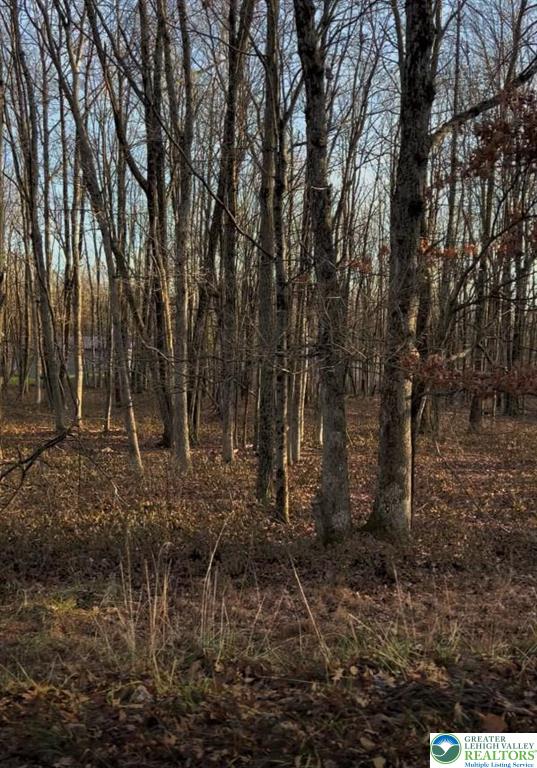 940 South Old Stage Road Albrightsville, PA 18210 - Photo 4 of 6 a view of a forest with lots of trees