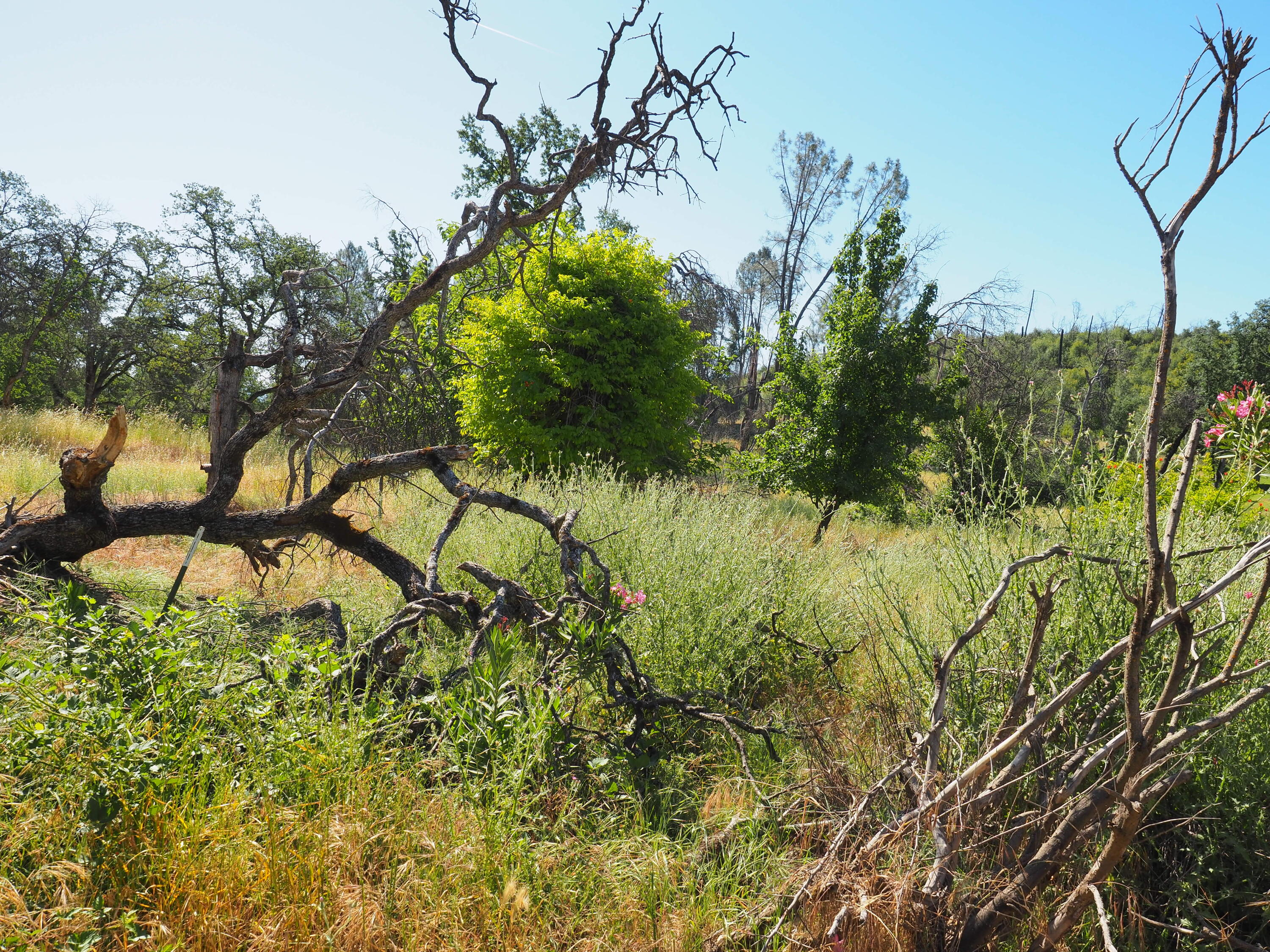 20103 Parocast Road Redding, CA 96003 - Photo 9 of 24 a view of a bunch of plants and trees