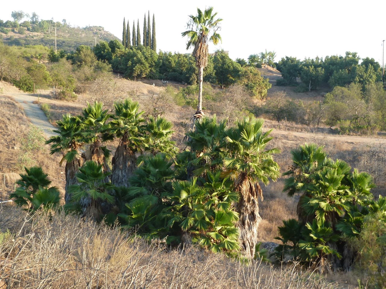 13316 Ricks Ranch Road Valley Center, CA 92082 - Photo 8 of 25 Gallery Image 8