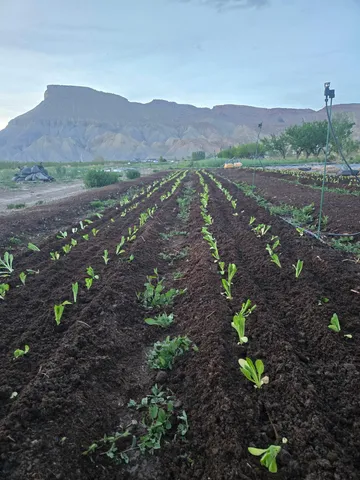 a room with furniture and wooden floor