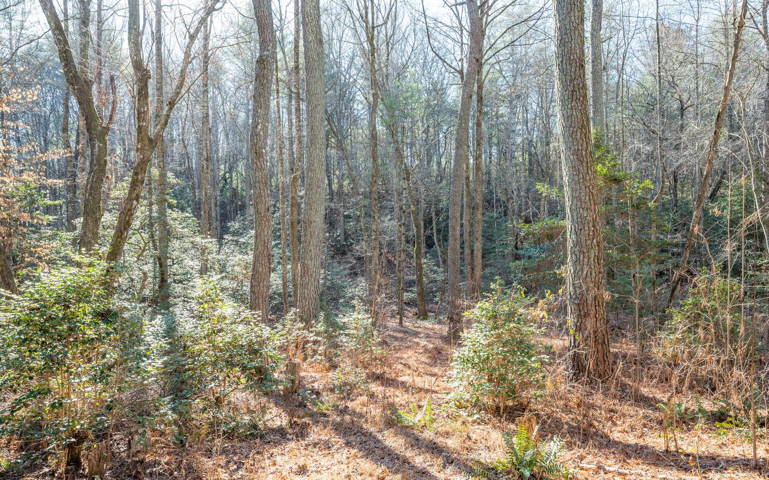 0 Charlotte's Mountain Road Ellijay, GA 30540 - Photo 13 of 20 Additional View