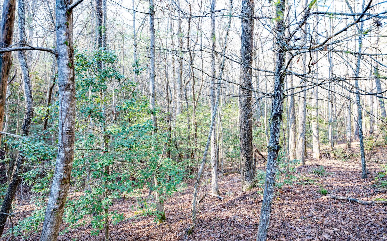 0 Charlotte's Mountain Road Ellijay, GA 30540 - Photo 14 of 20 Additional View