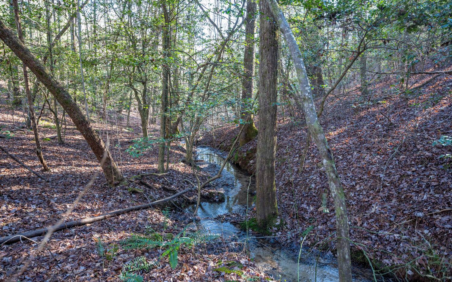 0 Charlotte's Mountain Road Ellijay, GA 30540 - Photo 2 of 20 Additional View