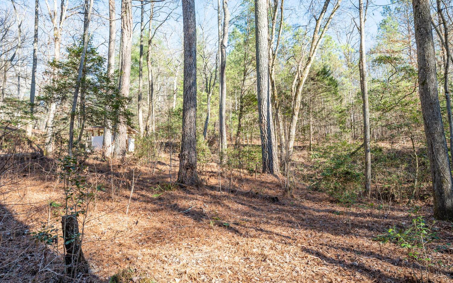 0 Charlotte's Mountain Road Ellijay, GA 30540 - Photo 9 of 20 Additional View