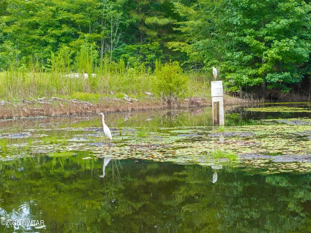 a view of a bunch of trees and bushes