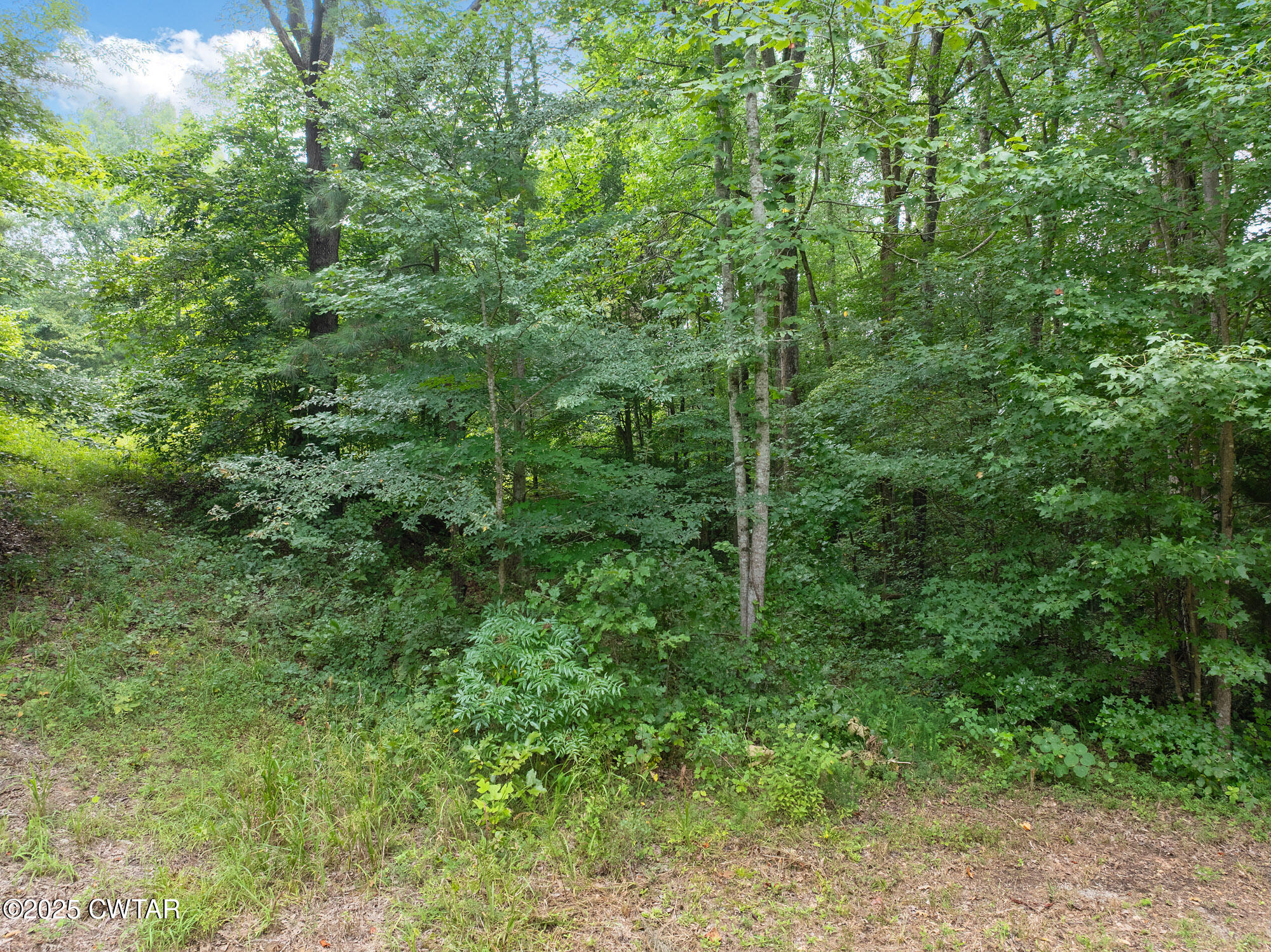 255 Jason Hollow Road Cedar Grove, TN 38321 - Photo 5 of 17 a view of a lush green forest