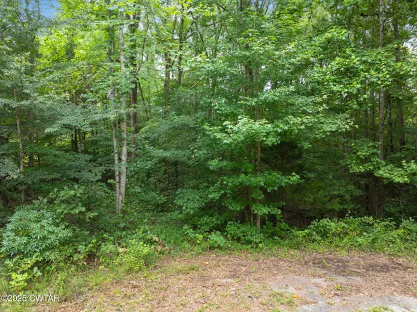 a view of a lush green forest