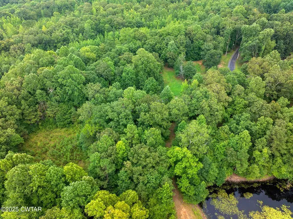 a view of a lush green forest with lots of trees