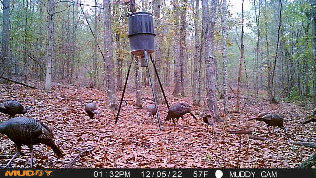 1924 Corley Road Hephzibah, GA 30815 - Photo 30 of 34 turkey 3