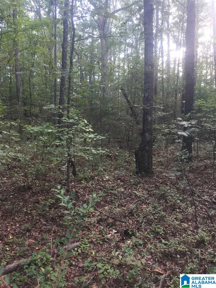 241 Sulphur Springs Road, Unit 9 89 ACRES Lincoln, AL 35096 - Photo 32 of 44