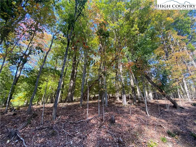 a backyard of a house with lots of plants and large trees