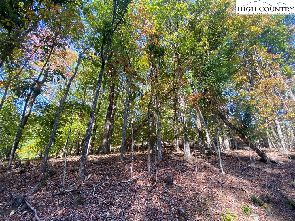 a backyard of a house with lots of plants and large trees