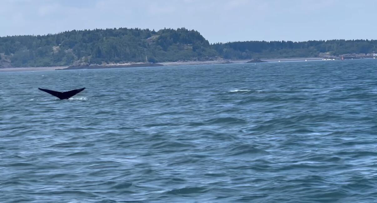 77 Johnson Street Lubec, ME 04652 - Photo 43 of 52 HumpbackInJohnsonBay2024