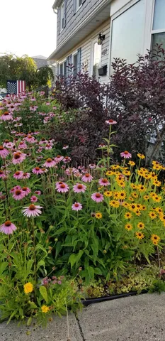 a view of a garden with plants
