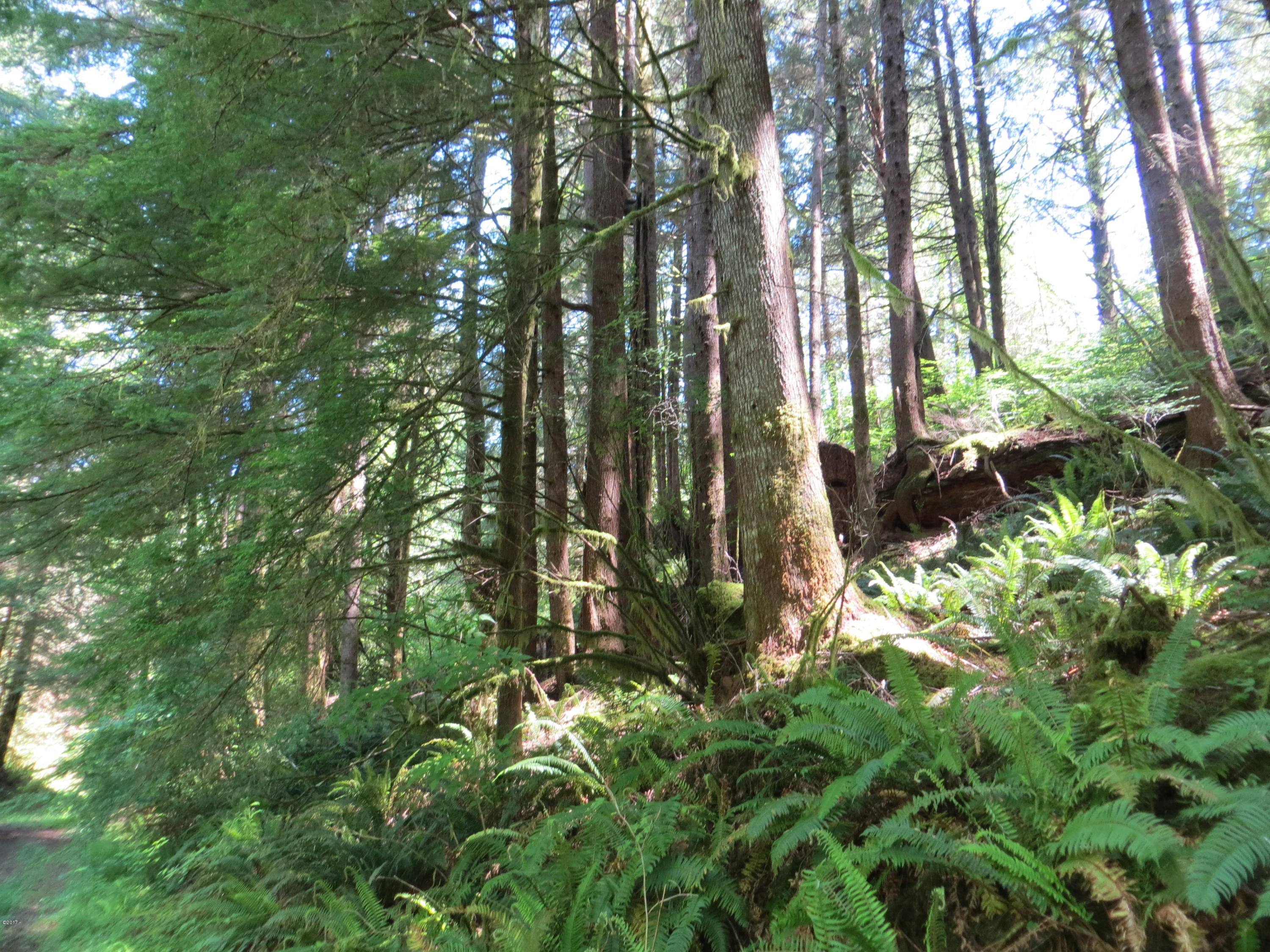 Lot 15 Hamer Road Siletz, OR 97380 - Photo 17 of 23 Hamer Rd
