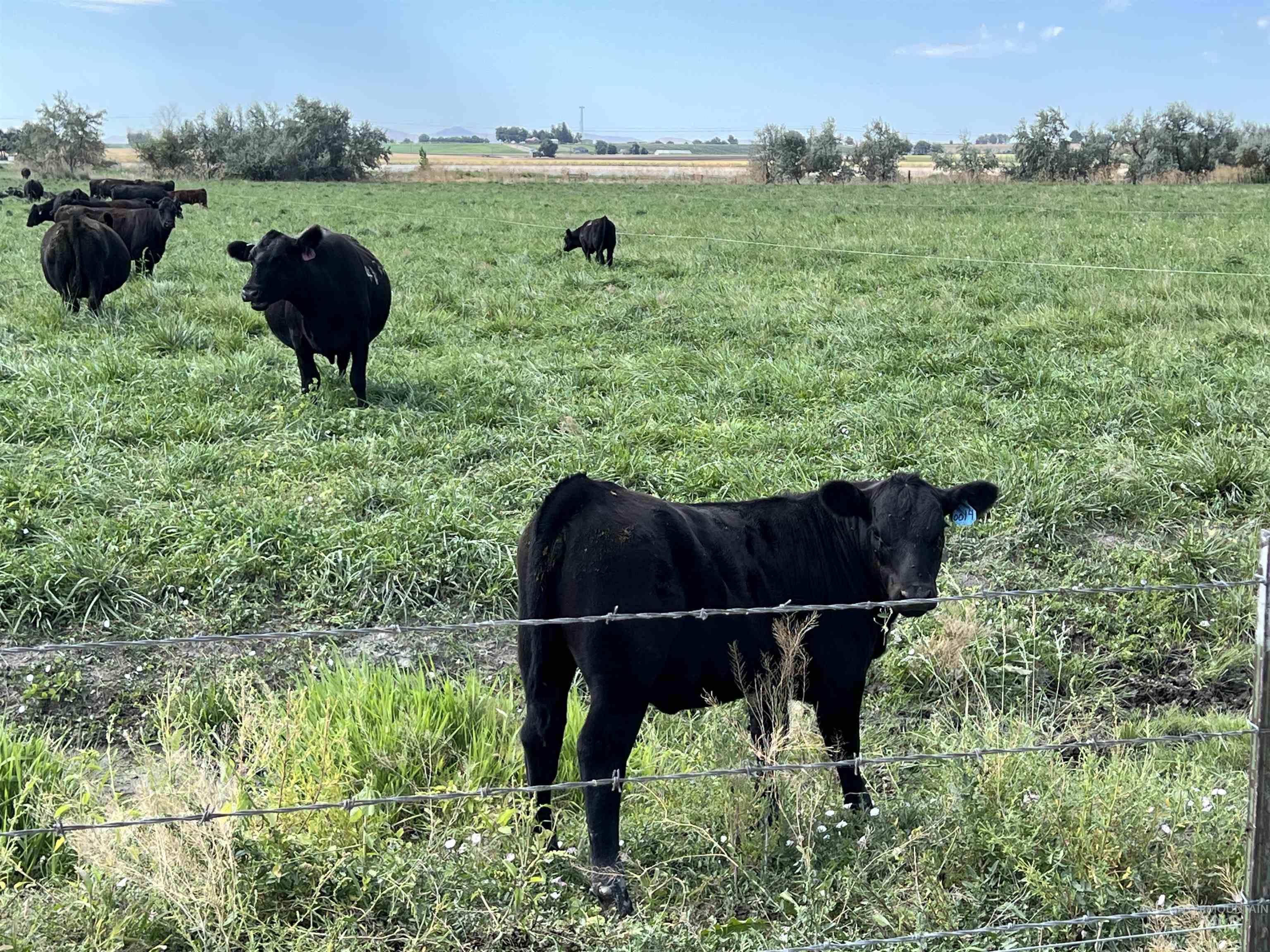 18396 Lower Pleasant Ridge Road Caldwell, ID 83607 - Photo 6 of 14