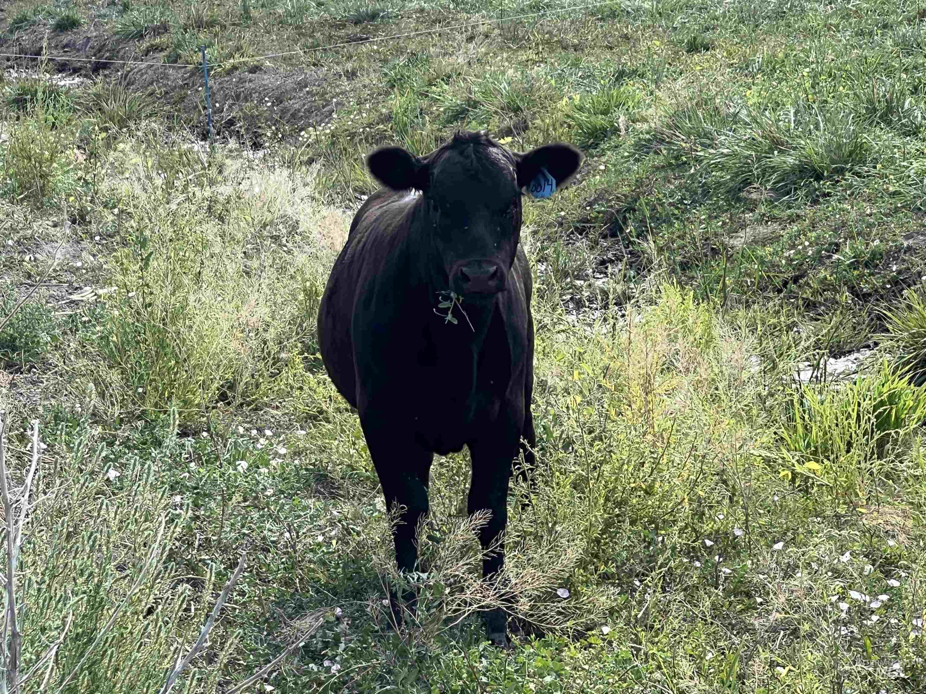 18396 Lower Pleasant Ridge Road Caldwell, ID 83607 - Photo 9 of 14