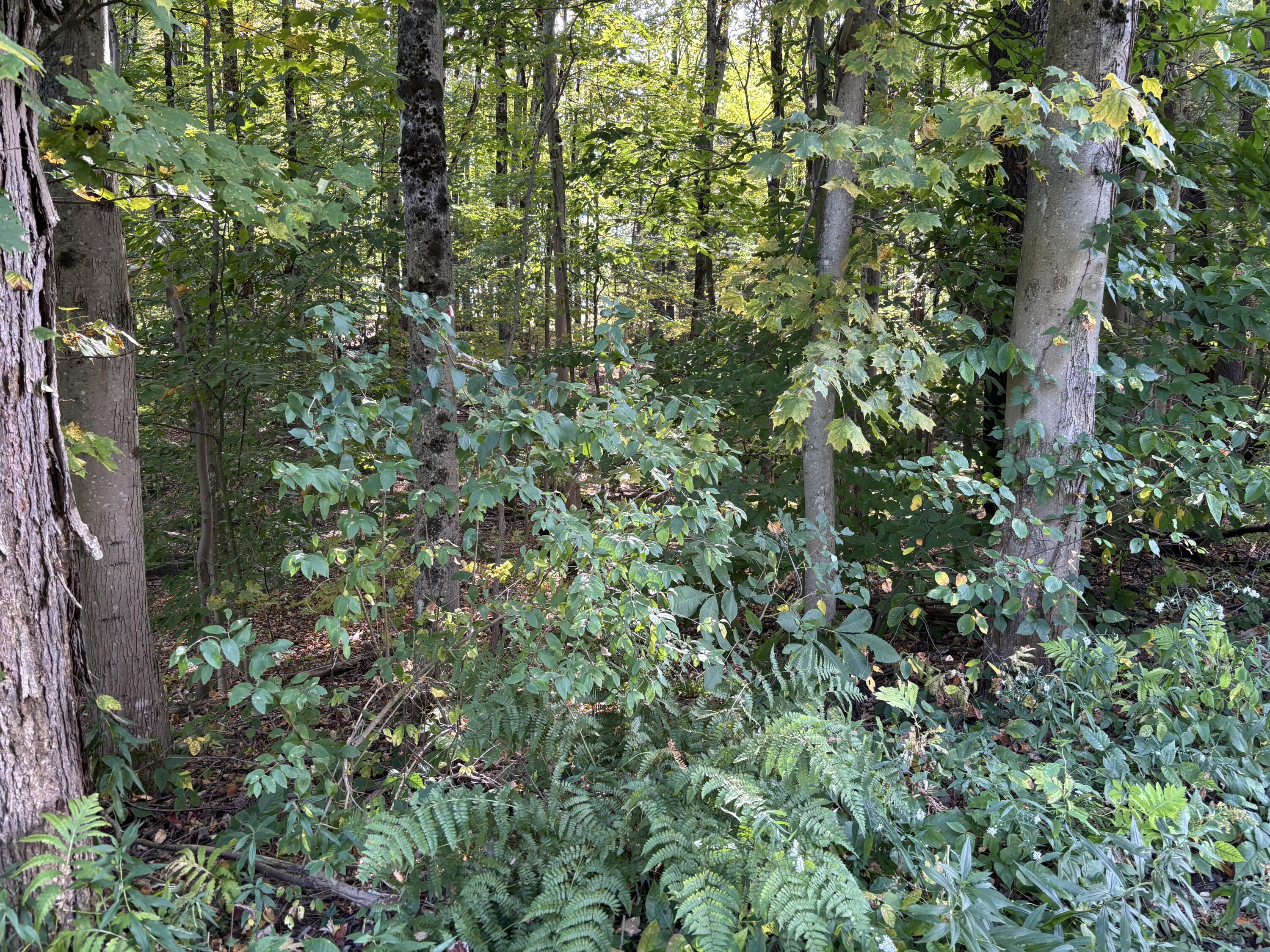 0 Oakview Terrace Rome, NY 13440 - Photo 3 of 3