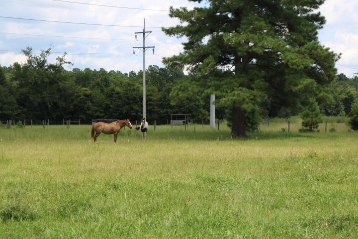 8954 Bells Highway Ruffin, SC 29475 - Photo 31 of 80 IMG_7447