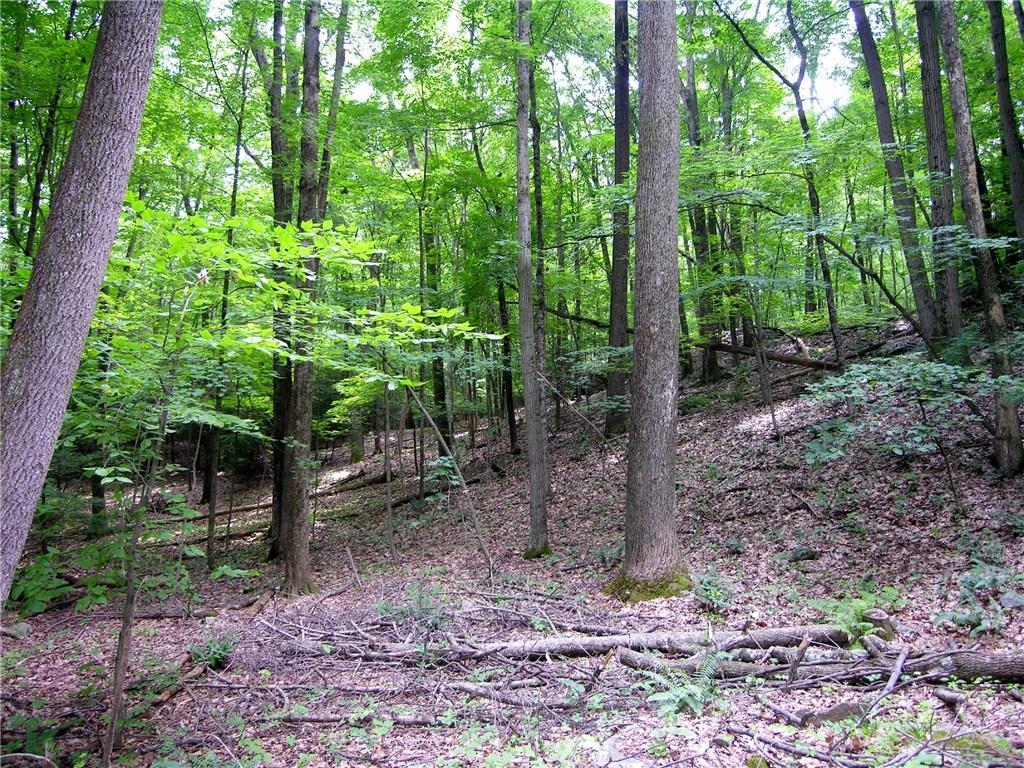 21 Valley Field Road South Newtown, CT 06482 - Photo 1 of 1 a view of a forest that has large trees