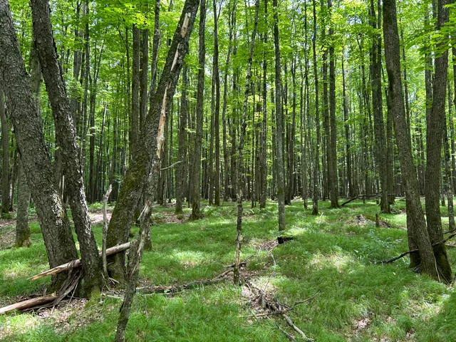 $62,000 | Lt45 Big Cub Trail, Laona, WI 54541