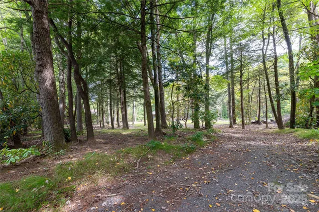 a view of a forest with trees in the background
