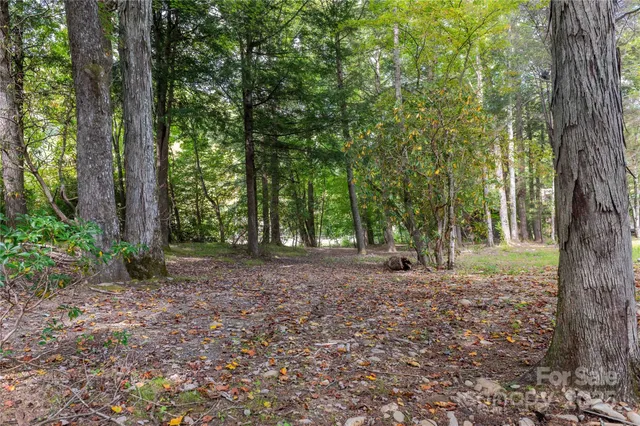 a view of a tree in the middle of a forest