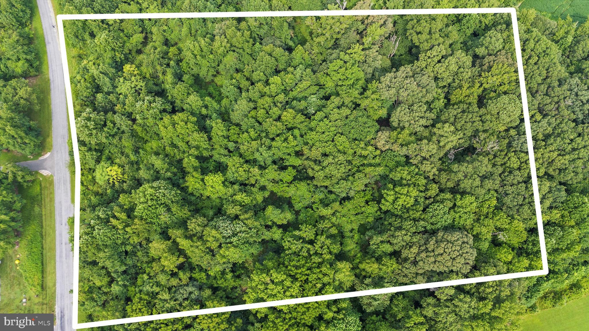 Burnt Mill Road Ridgely, MD 21660 - Photo 2 of 8 a view of a forest from a window