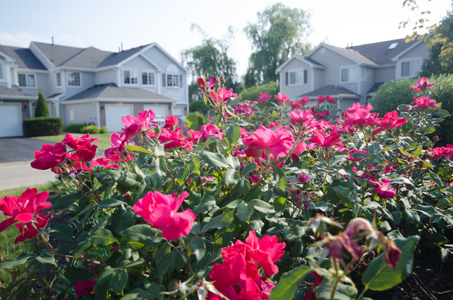 963 Ripple Ridge Cove, Unit 963 Darien, IL 60561 - Photo 1 of 15 a view of yard with flowers and flowers