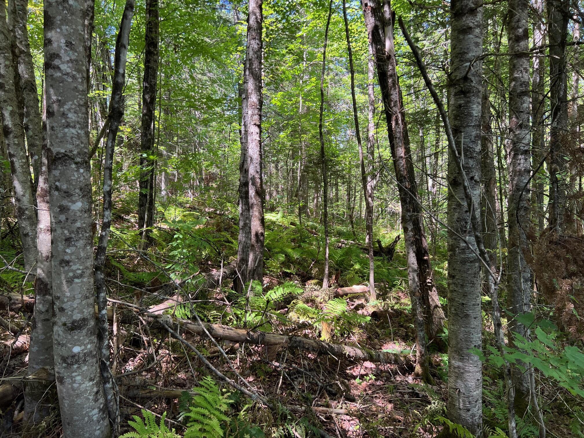 3 Map Road Pittsfield, ME 04967 - Photo 8 of 11 8