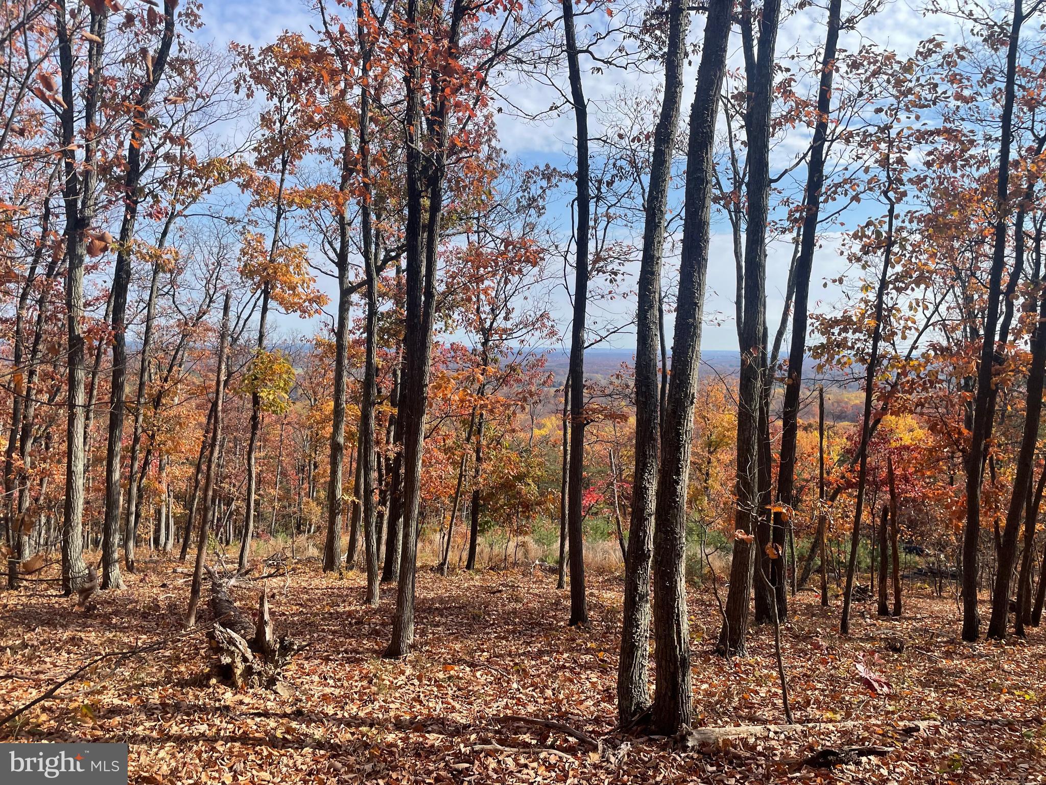 1708 Mercer Road Haymarket, VA 20169 - Photo 54 of 65 a view of outdoor space with lots of trees