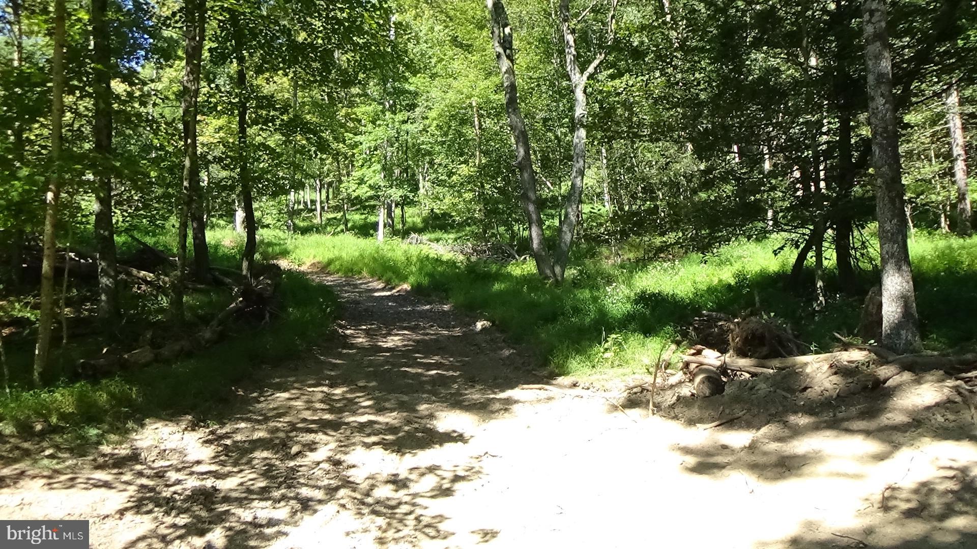 a view of lake with tree