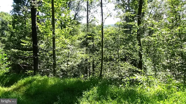a view of a lush green forest